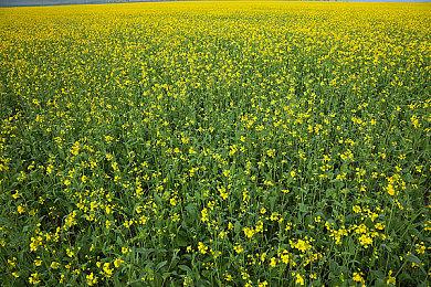 大量露骨场景 《龙腾世纪：影障守护者》评级M18